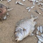 Dead fish boom caused by sudden plankton