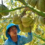 New Durian Export Standards
