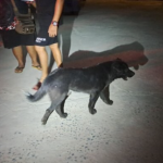 Dog bite leads to massive brawl on Soi Kor Phai 14