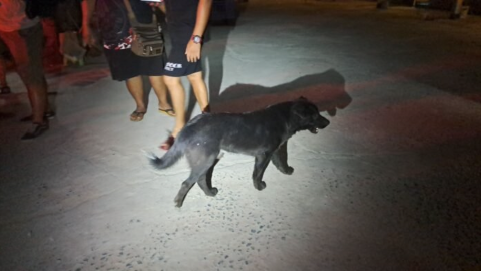Dog bite leads to massive brawl on Soi Kor Phai 14