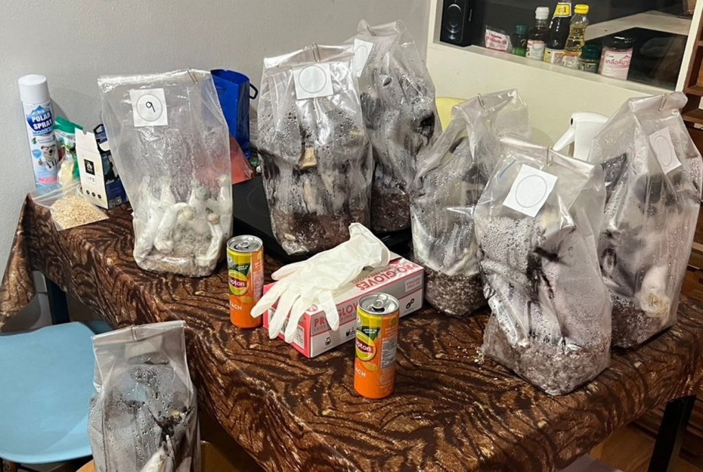 High Couple arrested for selling ‘magic 1mushrooms’