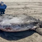 7-foot round and flat fish washes ashore