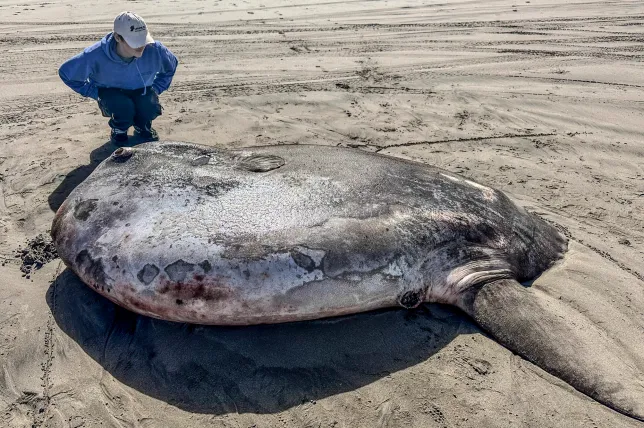 7-foot round and flat fish washes ashore