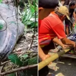 Body of missing woman cut out of giant python