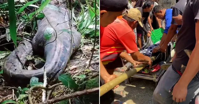 Body of missing woman cut out of giant python