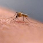 Dengue fever cases rising