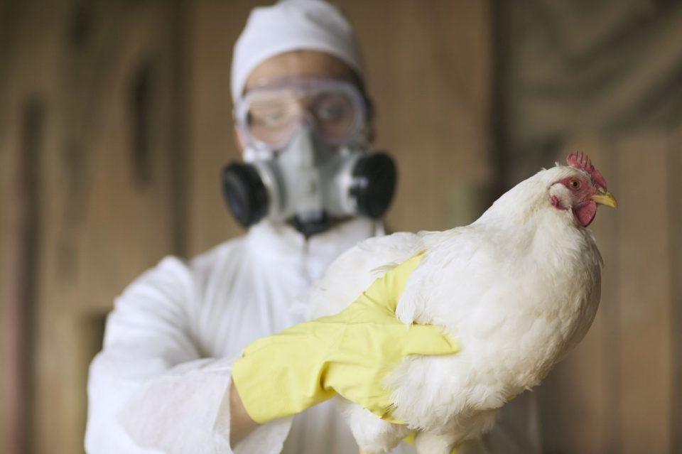 Travellers to monitored for bird flu