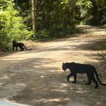 two panthers visit park