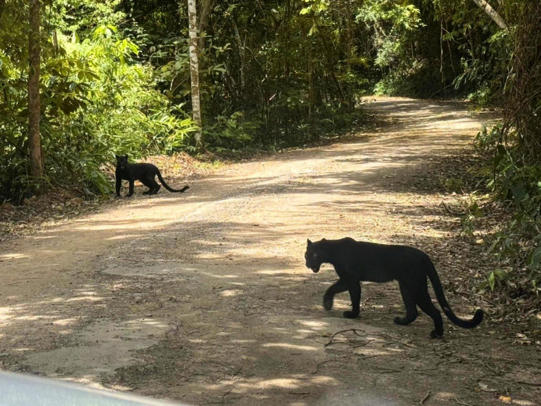 two panthers visit park