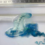 Venomous Bluebottle Jellyfish Invade Beach