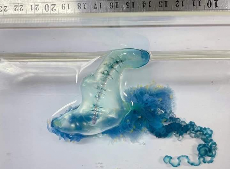 Venomous Bluebottle Jellyfish Invade Beach