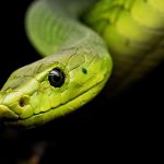 Green-snake