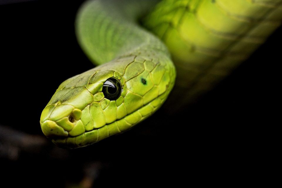 Green-snake