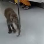 A monkey walking down a train carriage in India