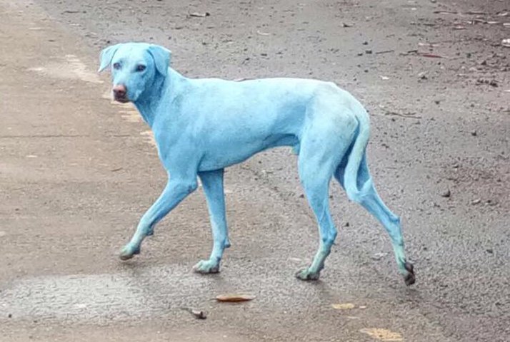 Mystery as dogs turns BLUE in India - Pattaya One News