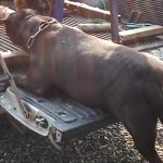 This was the moment a chubby bulldog that had piled on the pounds tried to jump into the back of truck - and got stuck