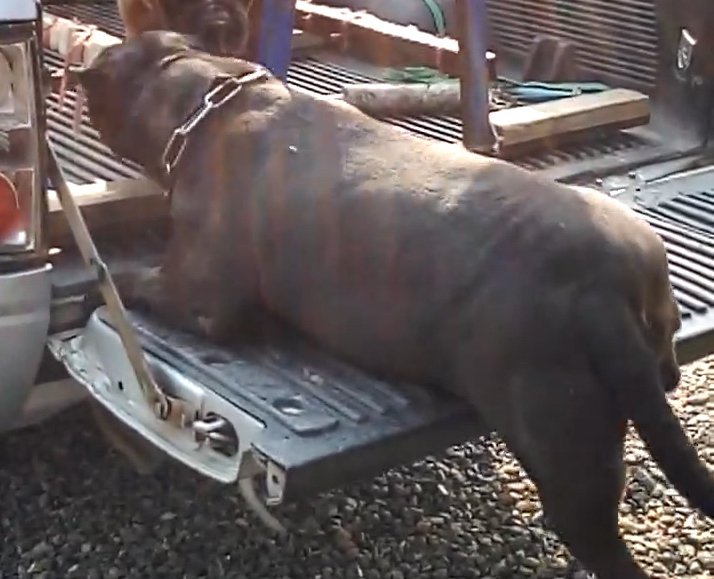 This was the moment a chubby bulldog that had piled on the pounds tried to jump into the back of truck - and got stuck