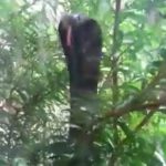 The spine-chilling moment a wild king cobra headbutts a window to try to get inside