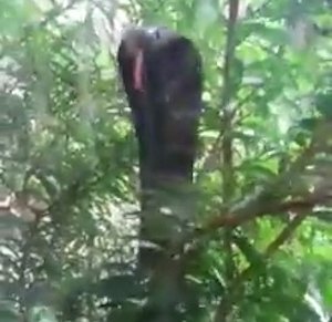 The spine-chilling moment a wild king cobra headbutts a window to try to get inside