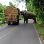 The elephant stops the truck to steal a bale of hay in Khao Yai National Park