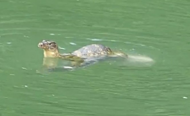 Monitor lizard fighting a giant snakehead fish in Malaysia