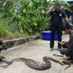 The python is stretched out on the ground with a large bulge in its tummy