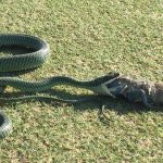 A snake eating an iguana in Bangkok