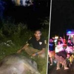 Ambulance kills buffalo,