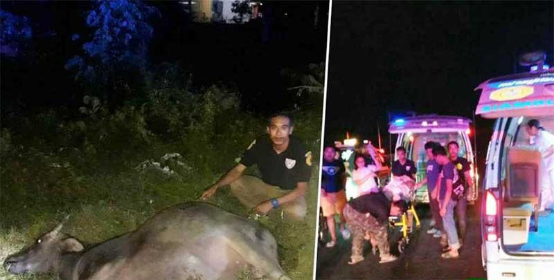 Ambulance kills buffalo,