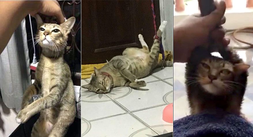 cruelty charge cat owner cruelty charge Cat owner Thailand Thailand on Watchdog Thailand on