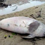 dugong Dead Phang Nga Phuket Dead dugong