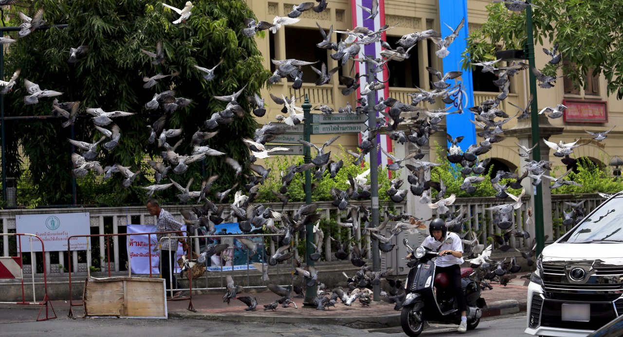 BMA set to swoop on pigeon fanciers