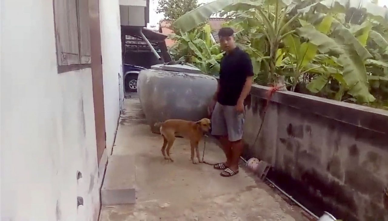 Chaiyaphum girl, age 4, dies from mauling by three local dogs