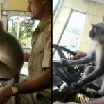 Bus Driver Being Investigated After Letting A Monkey Take The Wheel