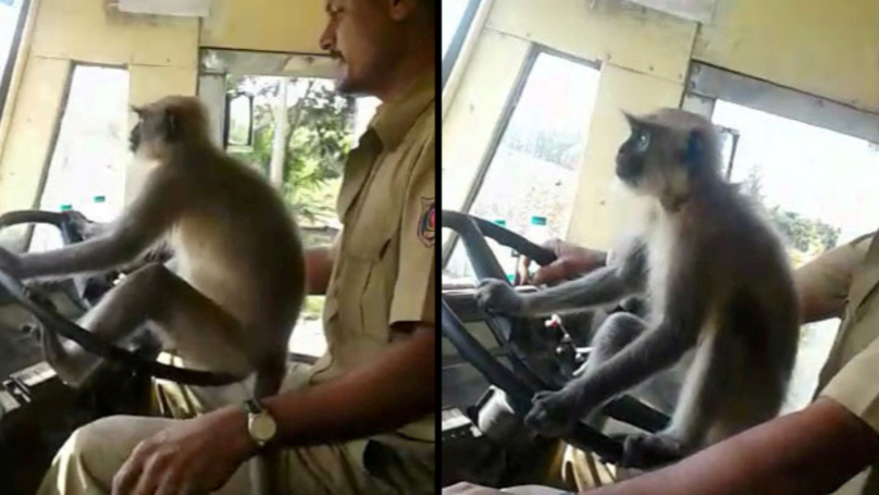 Bus Driver Being Investigated After Letting A Monkey Take The Wheel