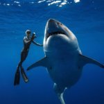 Australian researchers test shark bite-resistant wetsuit