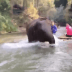 Baby elephant calf runs into tourist raft in Chiang Mai