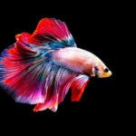 Fighting fish becomes national symbol in boost for industry