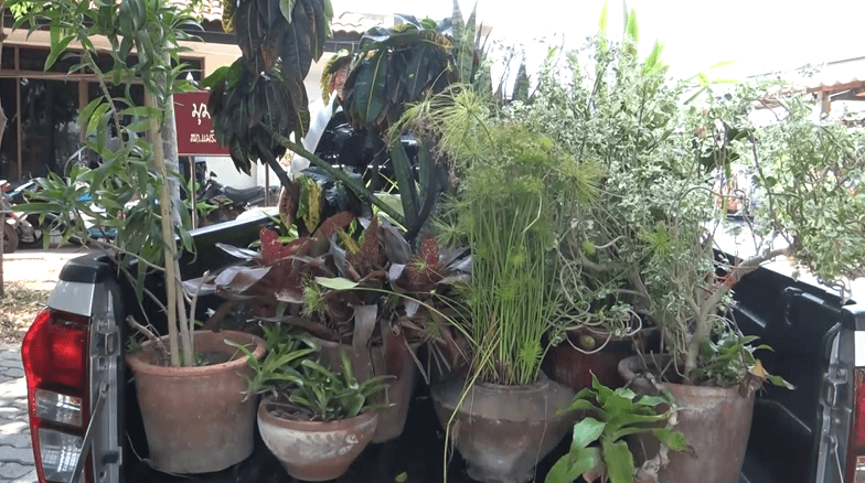 Chinese grandpa stealing tree’s in Chiang Mai for his fancy home.