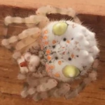 Bloke Discovers Weird Spider That Resembles Sushi