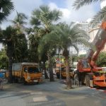 City hall beautifying Pattaya for coronation