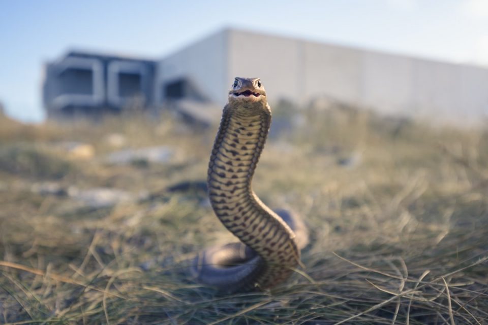 200 people killed by snakebites EVERY DAY