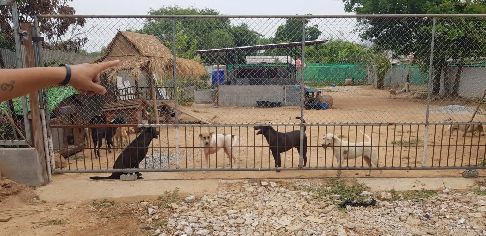 The Pattaya dog whisperer