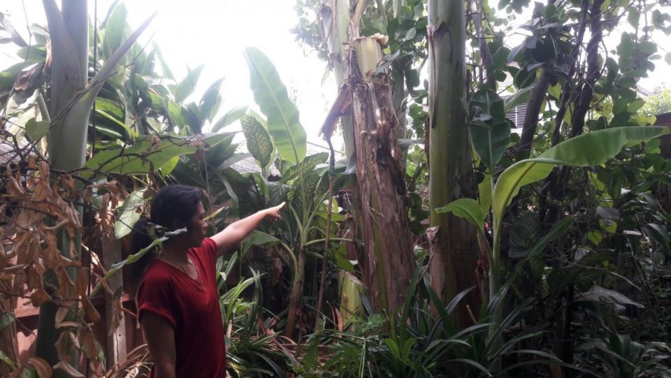 Bangkok woman, 70, dies while picking bananas