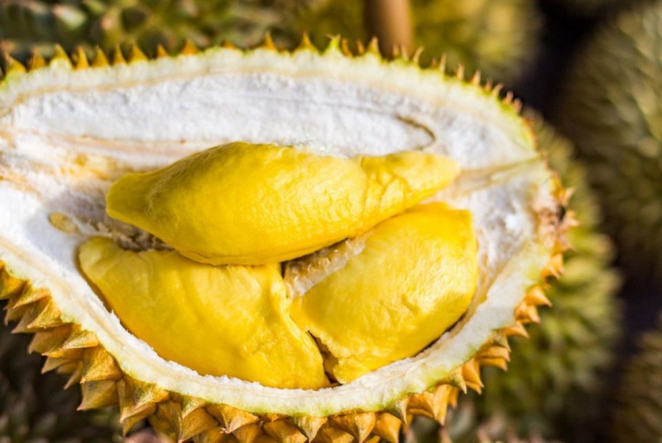 Smell of durian prompts evacuation of Australian university