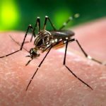 Boy, 12, succumbs to dengue in Chiang Mai