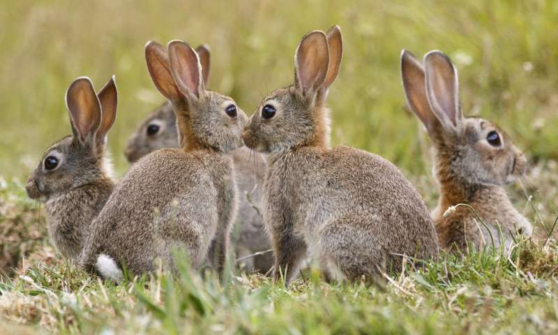 Dozens of rabbits dumped on Songkhla beach