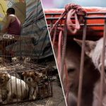 More Than 3000 Dogs Slaughtered For Stew At Yulin Festival