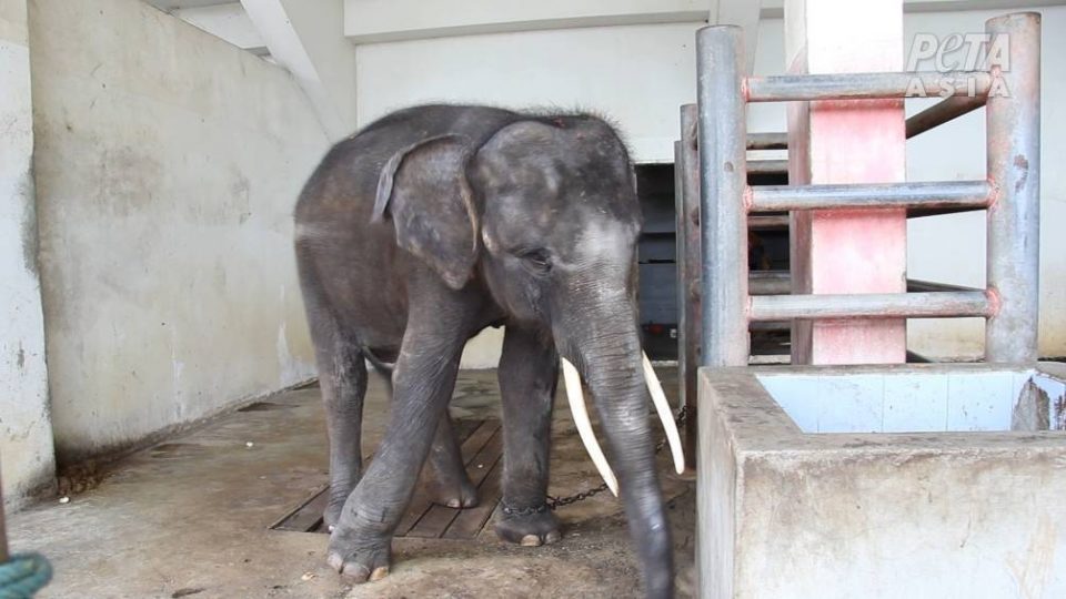 Investigation Reveals Torture Of Elephants And Primates In Thailand
