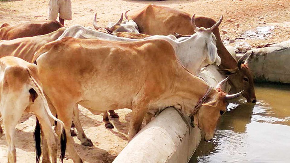 Man arrested for having unnatural sex with cow